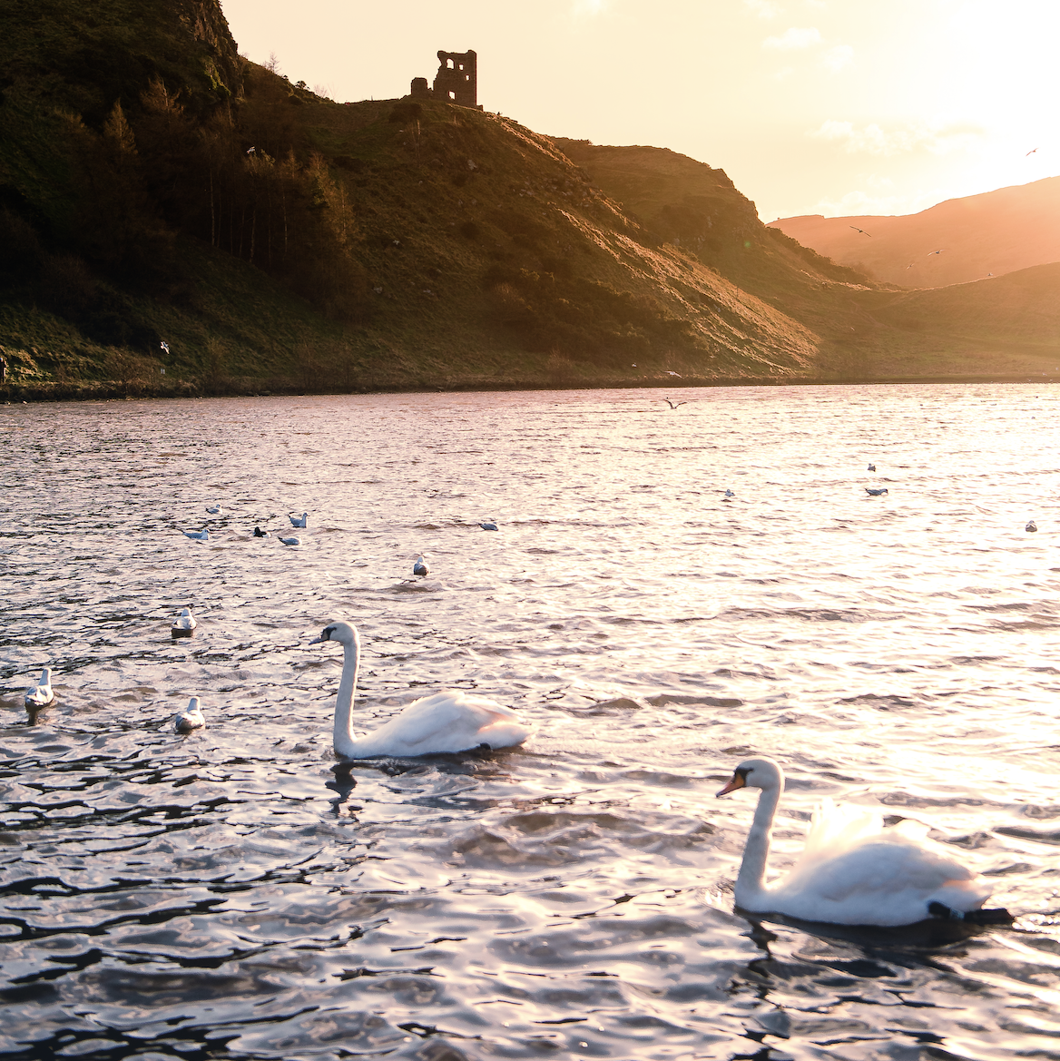 Two swans in a pond during sunrise, with stone church ruins on a hill in the background. Located at Arthur's Seat, Edinburgh, Scotland. 